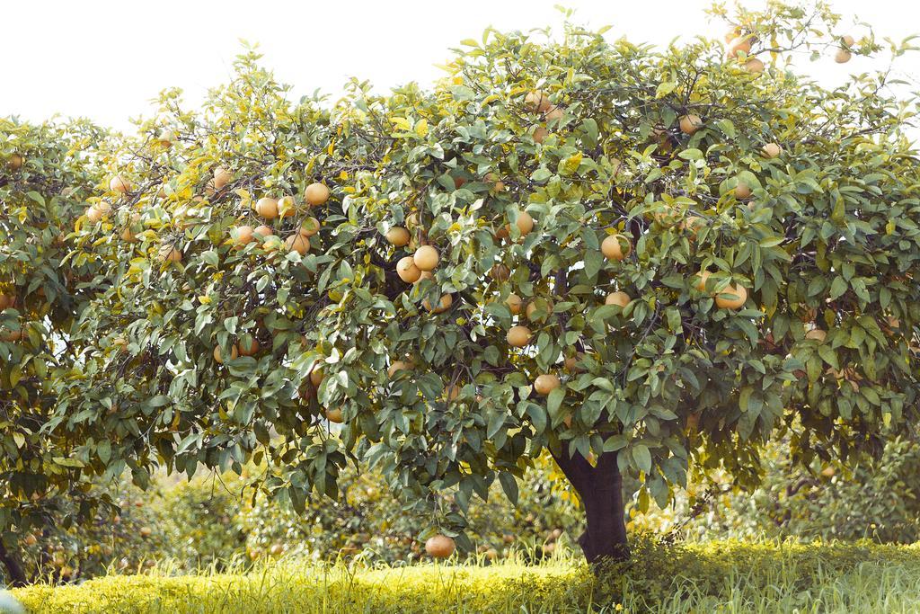 Olive Farm Of Datca Guesthouse (Adults Only) Bagian luar foto